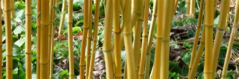 bamboe de tuinen van appeltern