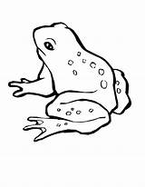 Frog Sapos Pages Mewarnai Pintar Magnificent Sketsa Designlooter Anipedia sketch template