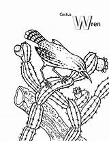 Cactus Wren Coloring Pages Bird Color sketch template