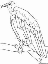 Vautour Buitre Vulture Oiseaux Ptaki Kolorowanki Dibujosyjuegos sketch template