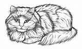 Cat Drawing Sketch Pencil Lying Drawings Vector Cats Sketches Kitten sketch template