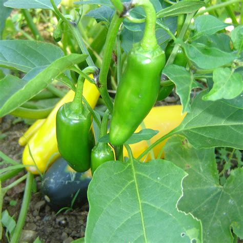 jalapeno pepper organic davenport garden centre