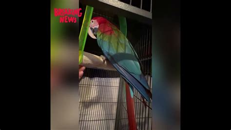 macaw swings explained youtube