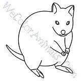 Quokka Coloring Draw Pages Click sketch template
