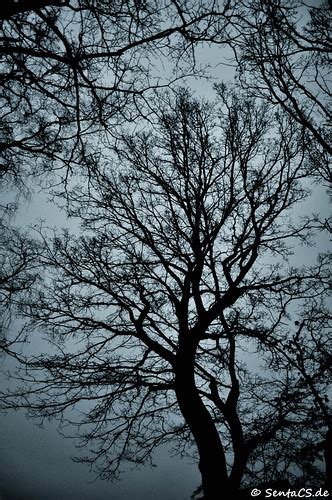 grey trees beauty    find   januarhimme flickr