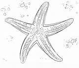 Zeester Starfish sketch template