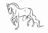 Andalusian Lineart sketch template