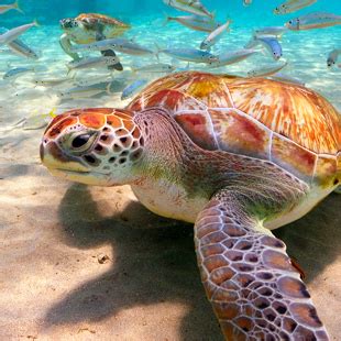 schildpadden  de zee bij playa piskado curacao