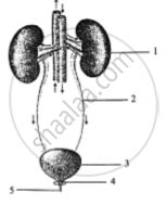 diagram   represents  organ system   human body