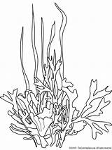 Seaweed Coloring Pages Ocean Printable Sea Plants Underwater Dessin Drawing Kleurplaat Drawings Colouring Search Tekening Plant Template Algue Coloriage Coral sketch template