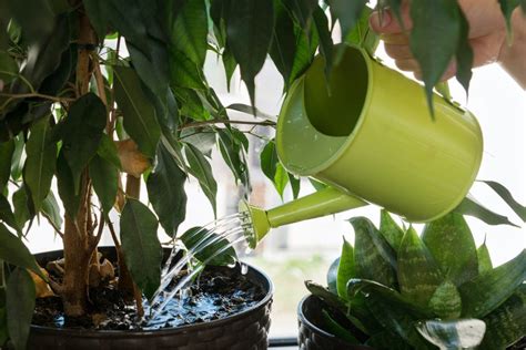 7 Signs Of Overwatering Plants And How To Fix Them Bob Vila