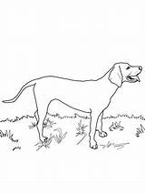 Coloring Pages Fern Printable Coonhound Grows Where Red Redbone Supercoloring sketch template