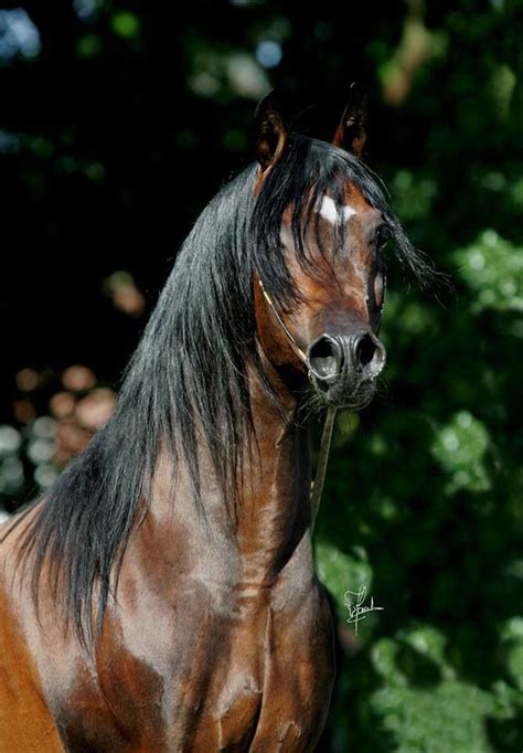 pretty arab beautiful arabian horses beautiful horses horse beautiful