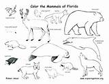Coloring Mammals Pages Animals Florida Swamp Tundra Habitats Printable State Reptiles Birds Amphibians Animal Mammal Habitat Color Colouring Exploringnature Kids sketch template