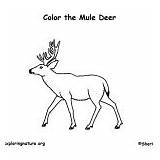 Mammals Deer Mule Coloring Category Nature sketch template