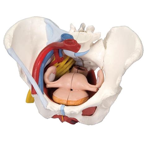 anatomical models of female pelvis with ligaments vessels nerves