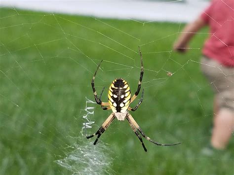 unidentified spider in omaha nebraska united states