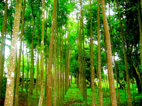 philippine mahogany trees  photo  flickriver