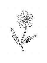 Coloring Buttercup Pages Flower sketch template