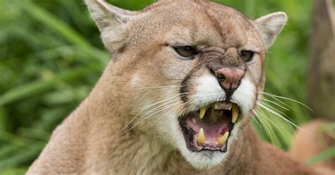 Puma Spotted Hiding In British Countryside By Factory Worker Who