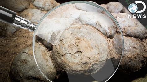 Dinosaur Eggs Found What Can We Learn From Them