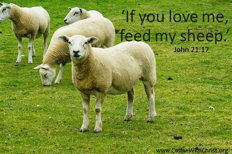 feed  sheep