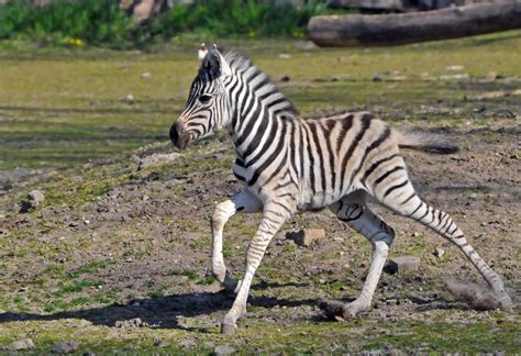 zebra foals  spring  tiergarten delitzsch zooborns