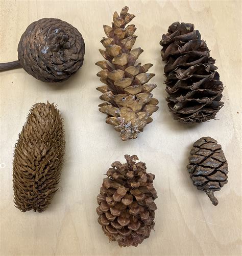 im glad  asked pine cones uc botanical garden