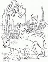 Coloring Coyotes Colorear Howling Desierto Aullando Cheetah sketch template