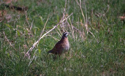 publication  ins outs  quail habitat monitoring agrilife