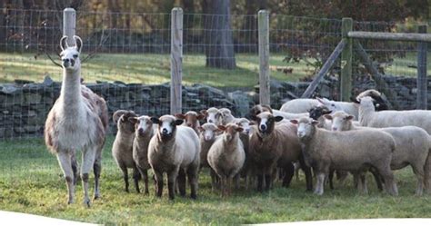 llamas     guards  coyote attacks  sheep herds studies  proven