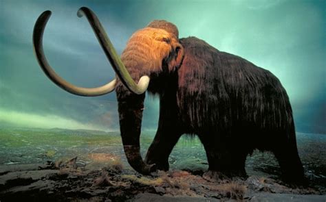 researchers may have discovered why the wooly mammoth died