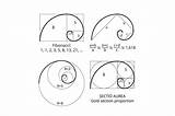 Fibonacci Spirals Designbundles Proportion Vect sketch template