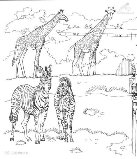 zebra coloring page google search zoo animal coloring pages