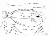 Coloring Pages Tang Blue Trout Rainbow Fish Tropical Drawing Printable Supercoloring Template Print Color Kids Ocean Sketch Flying sketch template