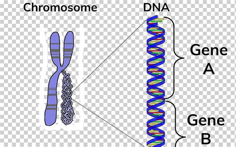 Cromosoma Adn Gen Bbc Bitesize Regulación Del Ciclo Celular Púrpura