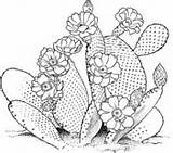 Cactus Coloring Pages Opuntia Prickly Pear sketch template