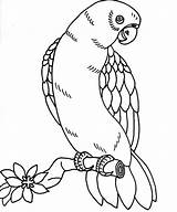 Parrot Pages Coloring Printable Color Colouring Parrots Bird sketch template