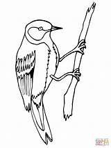 Coloring Wren Bird Pages Branch Arizona Finch Yellow State Color Print Designlooter Drawing 1600px 82kb 1200 Getcolorings Flower sketch template