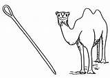 Needle Coloring Camel Pages Camels Kids Getcolorings Getdrawings Dari Disimpan sketch template