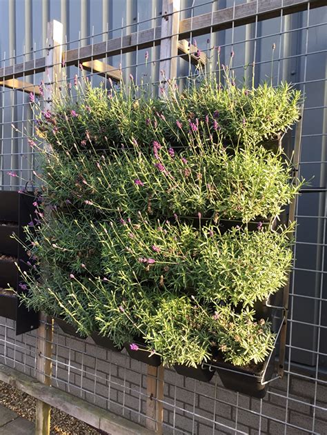 plantenwand pro verticale tuinen plantenwandeu