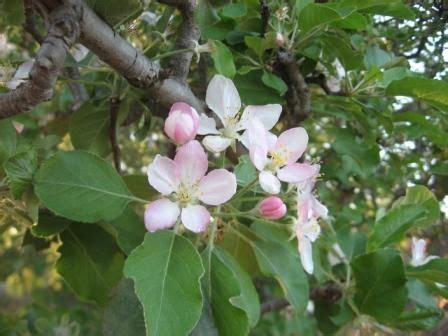 house   grew      apple orchard  tree