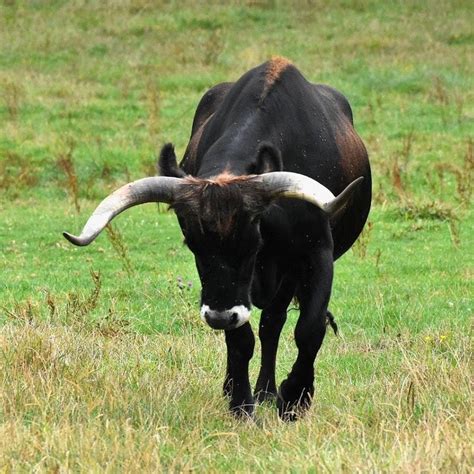 aurochs   extinction  rewild europe
