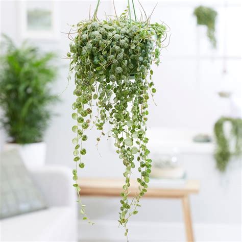 indoor hanging plants  require  light care guide