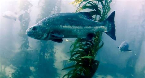 Seabasspic1 Help Needed To Count Giant Seabass In Southern California
