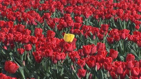 tulip farm stock video clip  science photo library