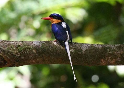 17 Best Images About Birds Of New Guinea On Pinterest