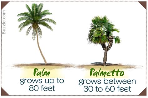 difference  palmetto  palm trees gardenerdy