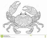 Crab Coloring Adults Vector Book Adult Zentangle Illustration Preview sketch template