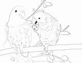 Coloring Parakeet Pages Getdrawings Getcolorings Printable sketch template